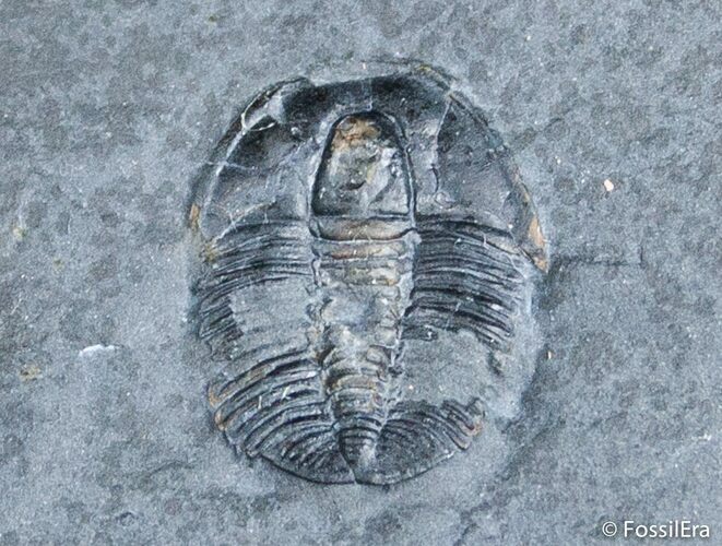 / Inch Elrathia Trilobite In Matrix - U-Dig #2931